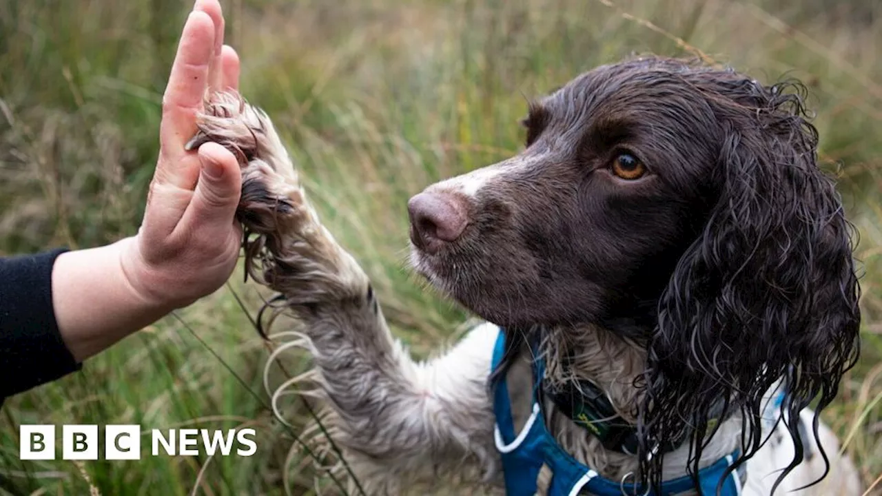 North York Moors sniffer dog helps detect endangered water voles