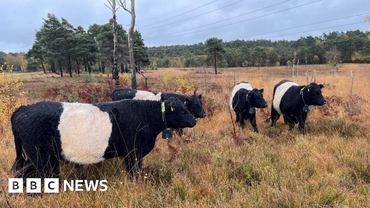 Surrey Wildlife Trust fundraising for grazing and conservation effort