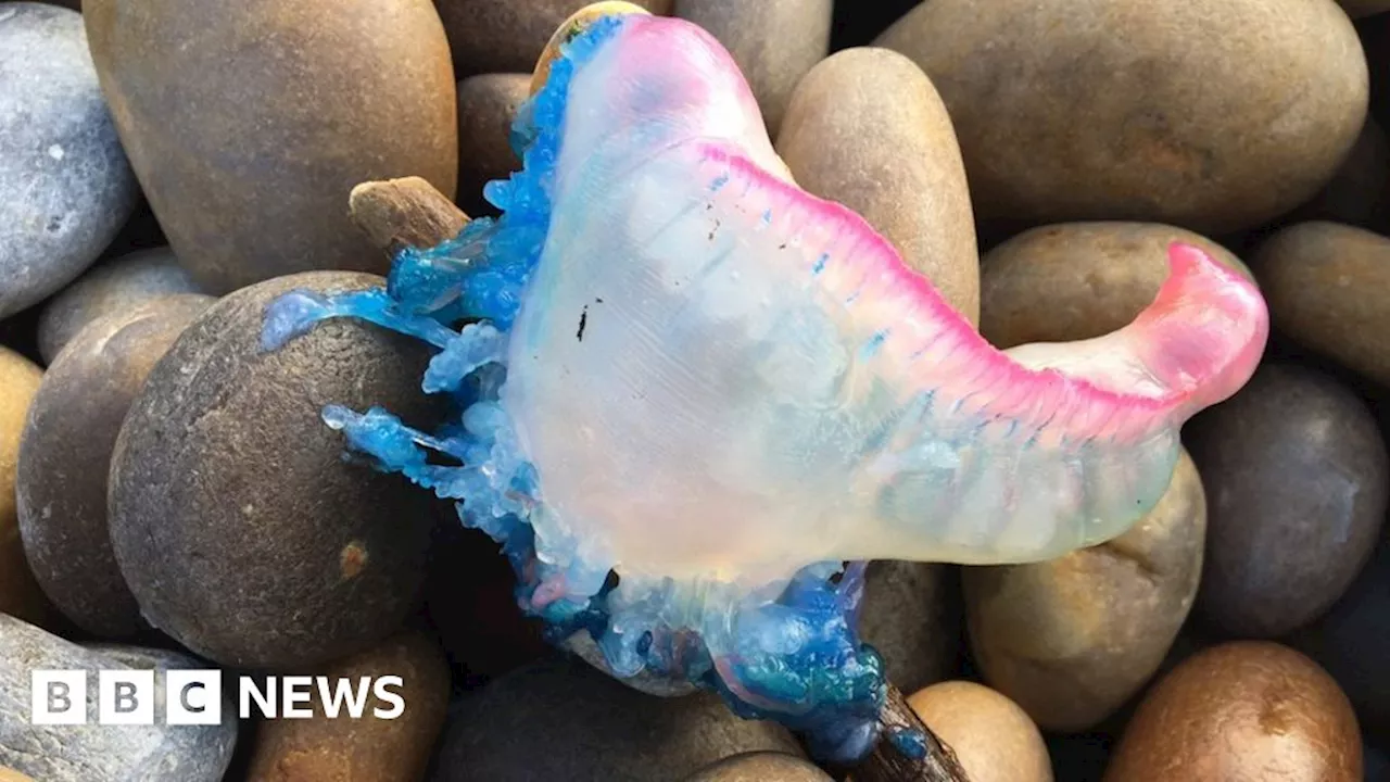 Dorset beach warning as Portuguese man o’ war spotted