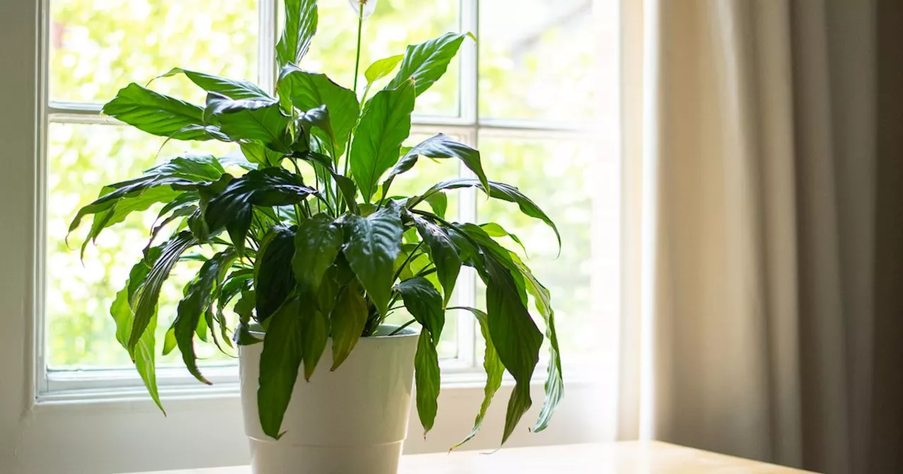 'Damaging' peace lily mistake that can be fixed in as little as 30 seconds