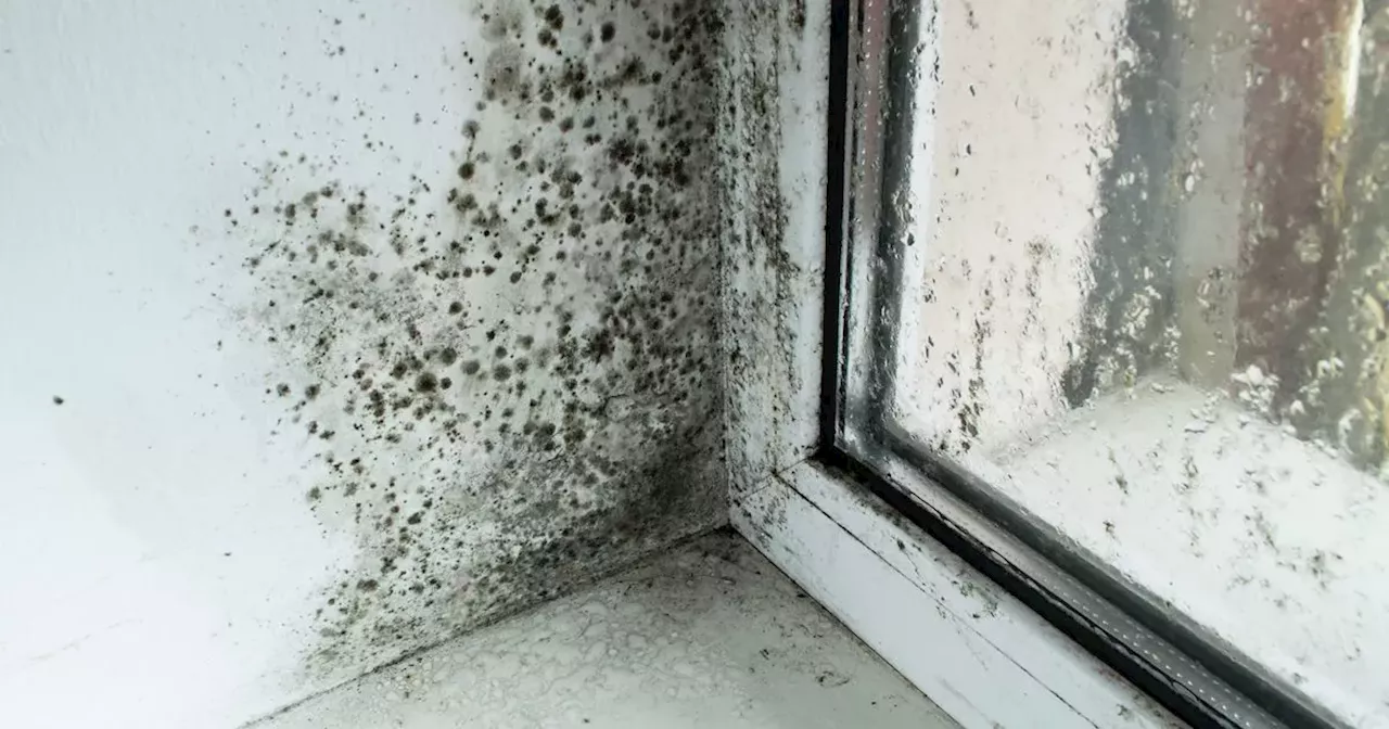 Six expert tips and tricks to prevent condensation and mould this winter