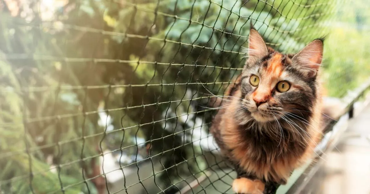 Come proteggere il balcone per i gatti