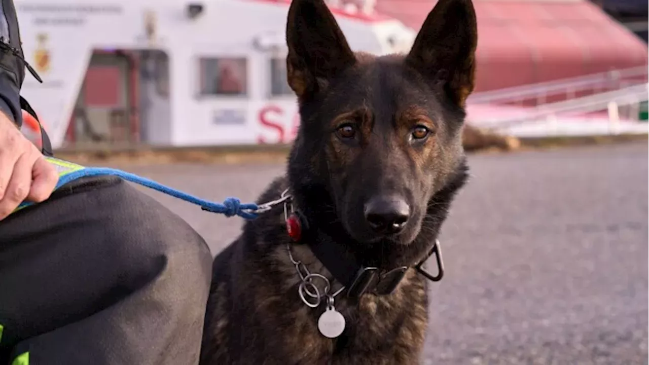 Syd- Og Sønderjyllands Politi Har Fået Sin Første Vandsøgshund: Viggo ...