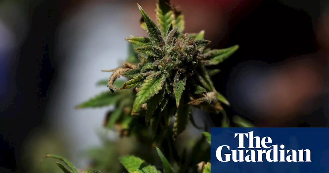 Legalising cannabis will send ‘wrong signal’ to Australian public, peak medical body says