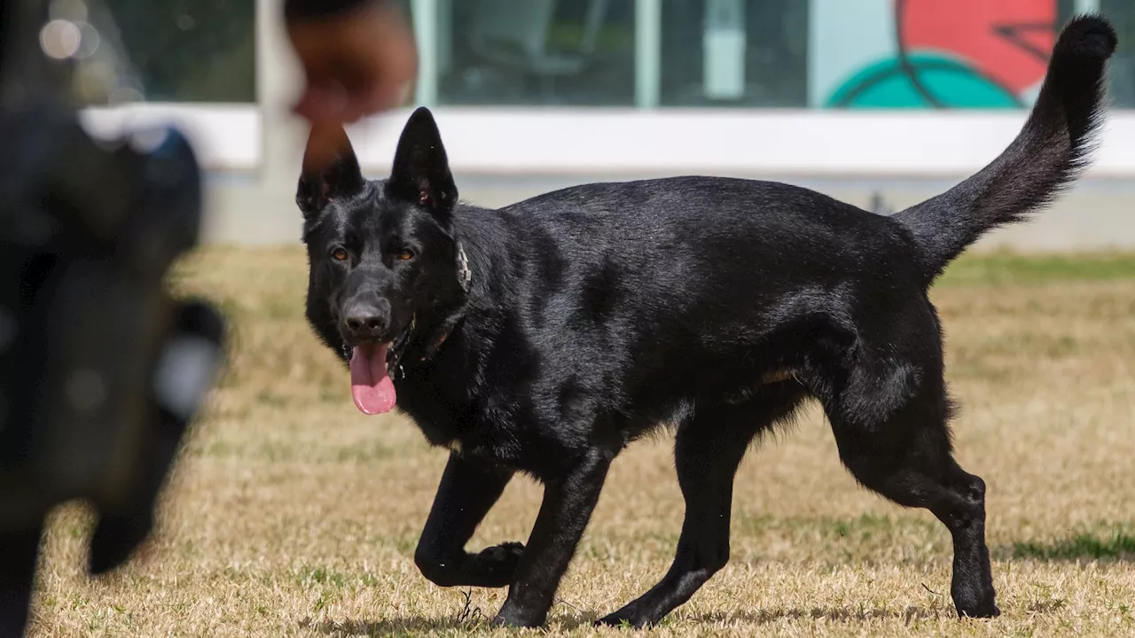 Starsky, un perro policía de Barcelona, delata a un hombre con 261 gramos de cocaína