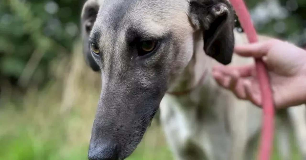 Animal Rescue Charity in Limerick Appeals for Funds to Cover Kennel Costs