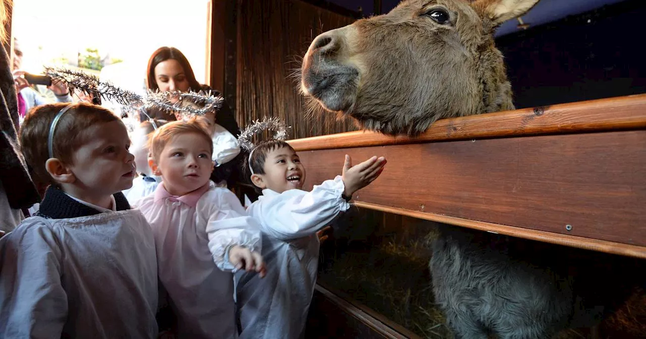 Live animal Christmas crib to return to Dublin’s Mansion House after one-year hiatus