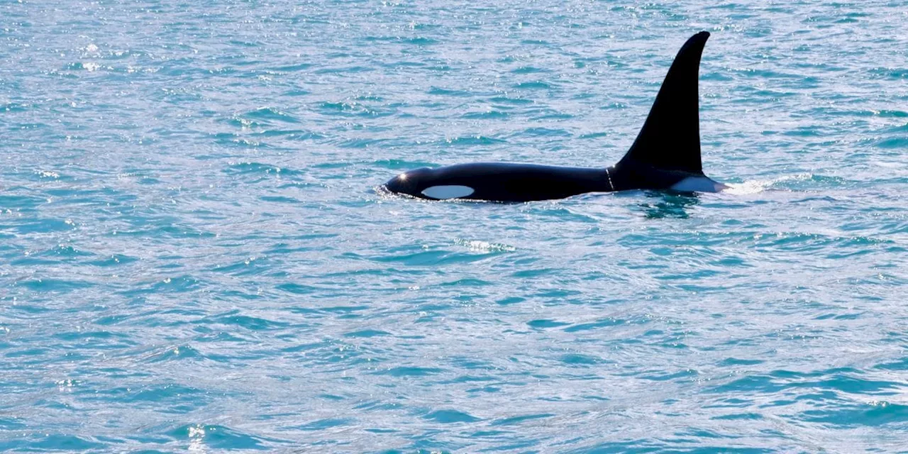 Lawsuit notice filed for killer whales killed in Alaska