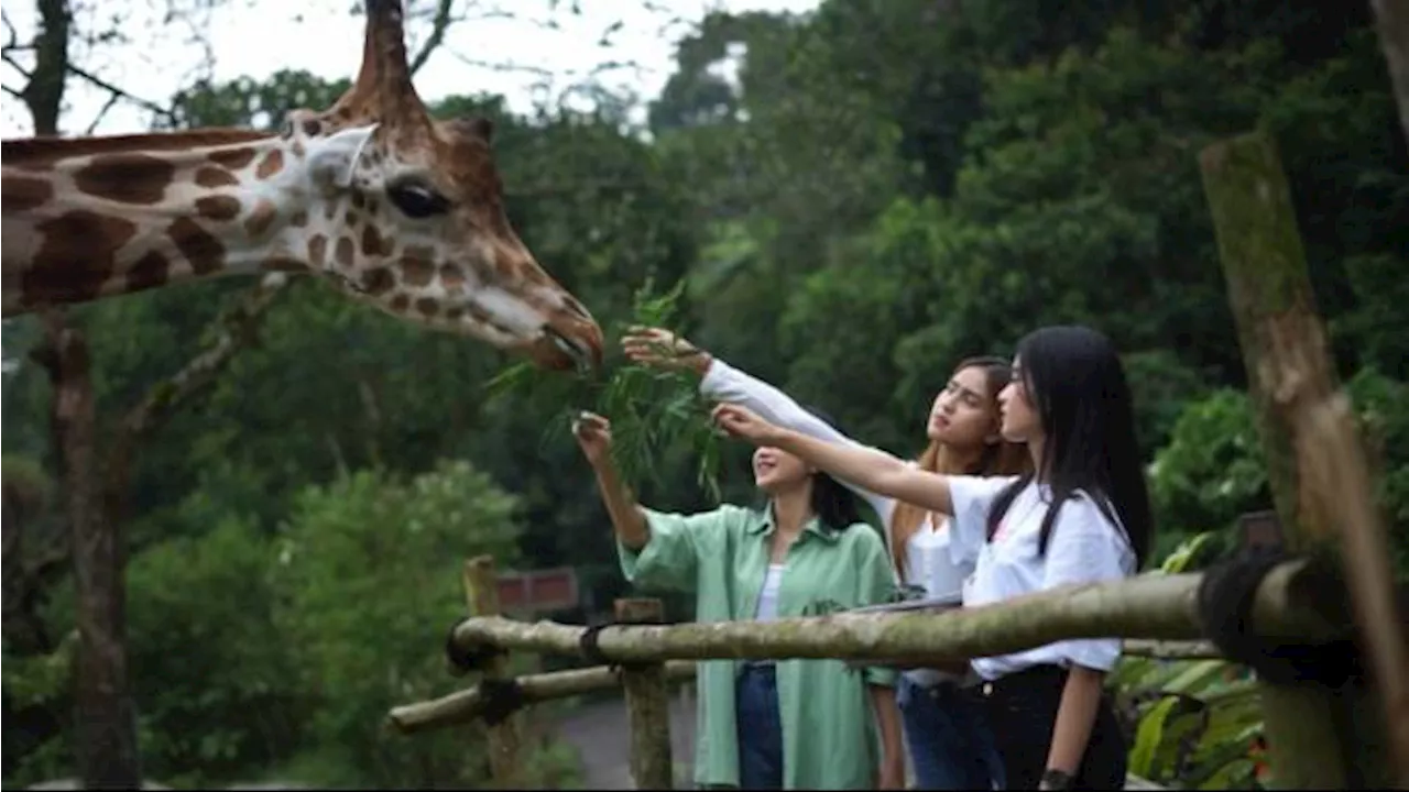 Peringati Hari Pahlawan, Taman Safari Bogor Beri Diskon Tiket Masuk, Harga Mulai Rp180.000