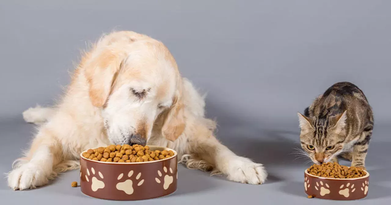 Texas Pet Food Manufacturer Expands Recall of Contaminated Dry Dog and