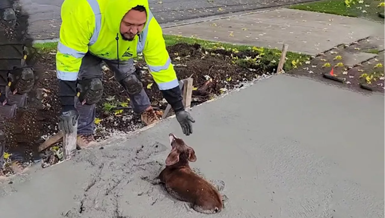 Un cane giocoso crea problemi sulla strada appena asfaltata