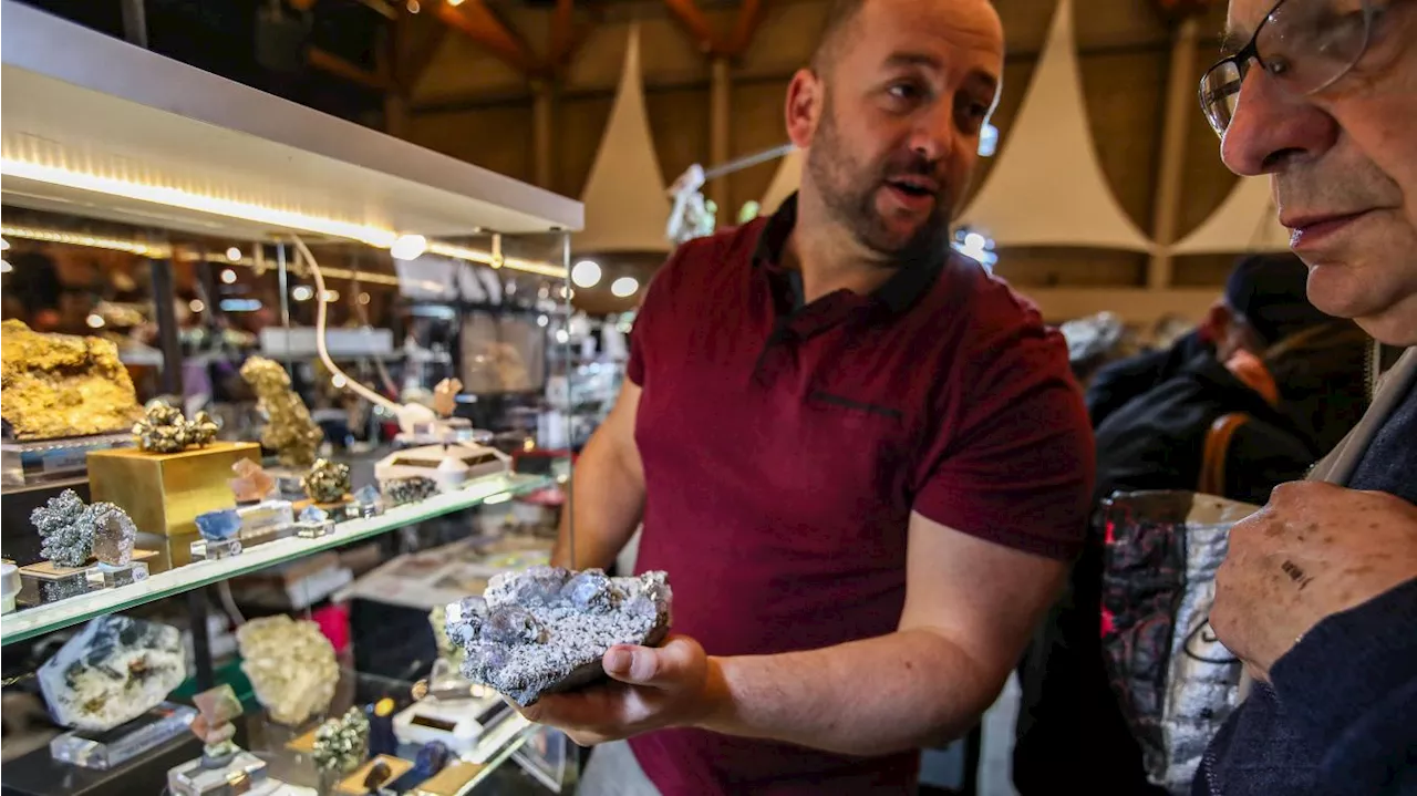 Fossilium revient mettre les pierres en lumière à Villeneuve-d’Ascq