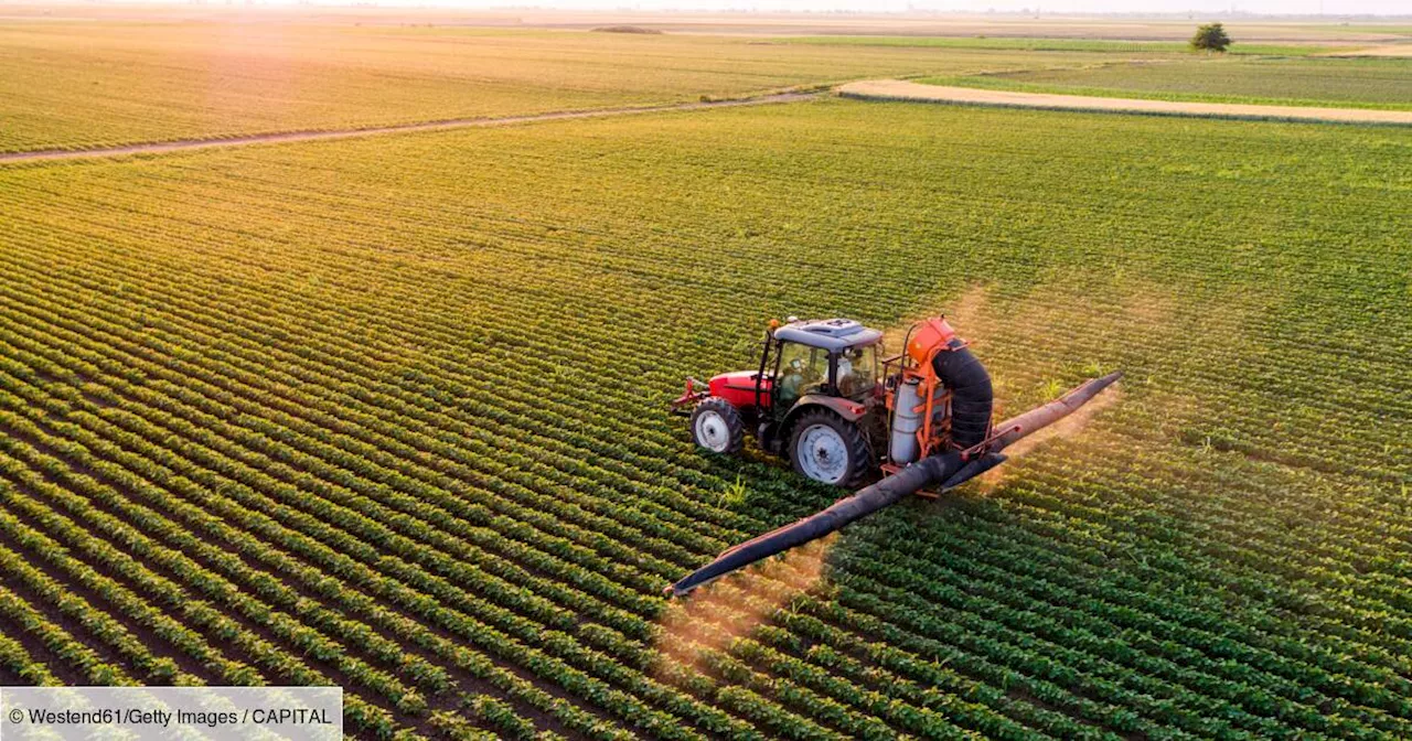 Polluants éternels : deux ONG alertent sur les risques de certains pesticides