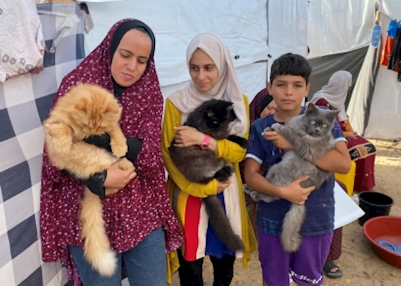 Three cats bring scintilla of joy to displaced children in Gaza