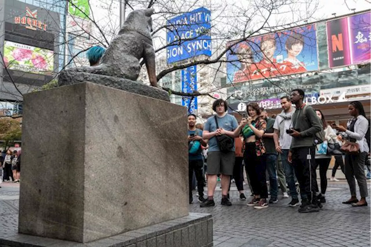 Legenda Hachiko, Kisah Kesetiaan Seekor Anjing pada Tuannya