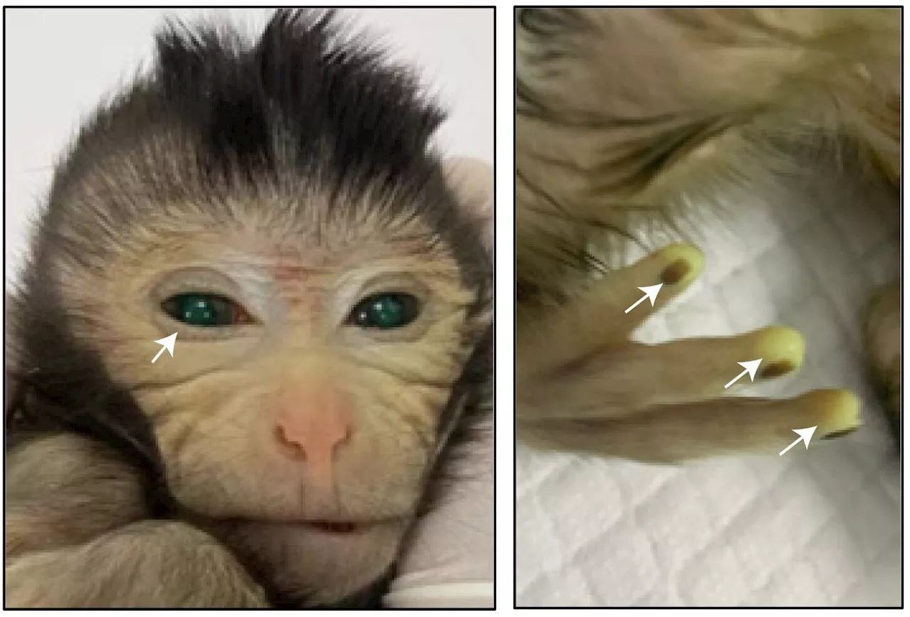 First live birth of a chimeric monkey using embryonic stem cell lines