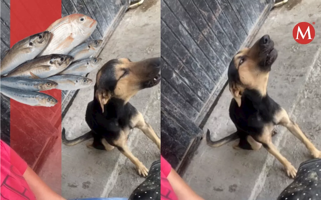 Graban al 'perrito vendedor de pescados' en Tampico ¡Su primera chamba!