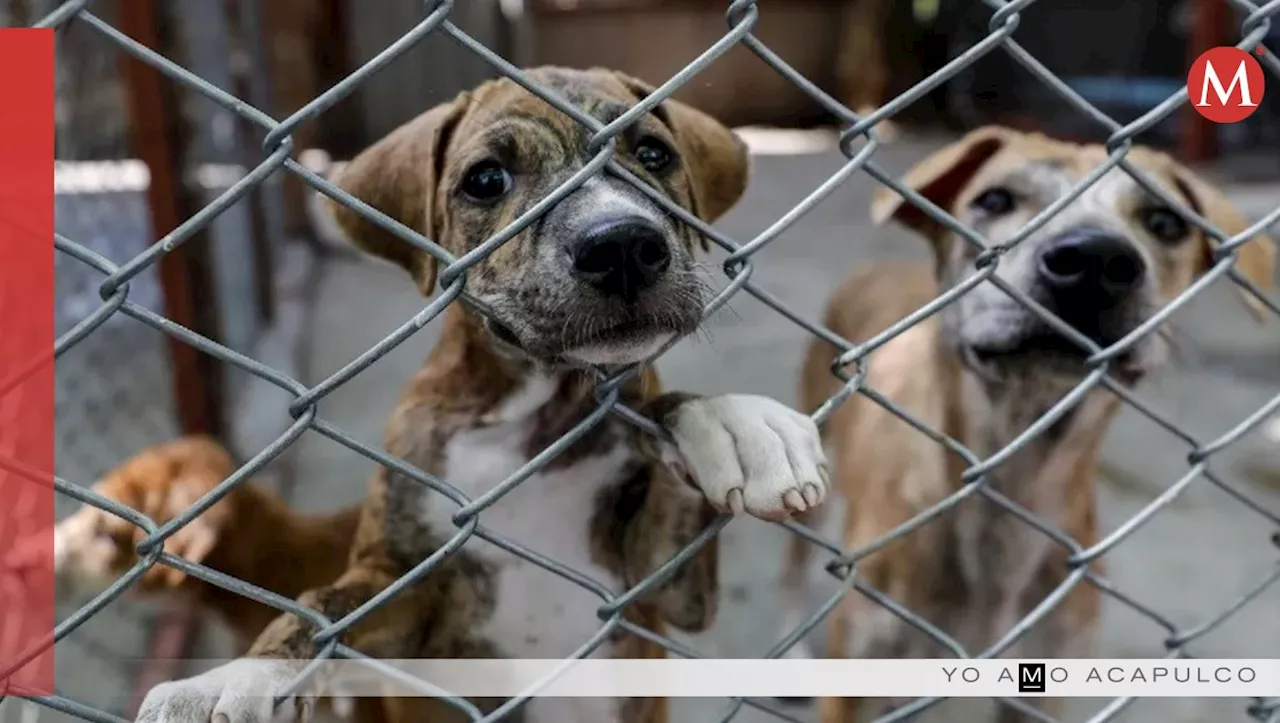 Rescatados perros afectados por el huracán Otis y trasladados a la Ciudad de México