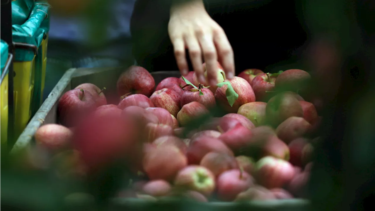 Washington apple growers are celebrating a stellar crop this year