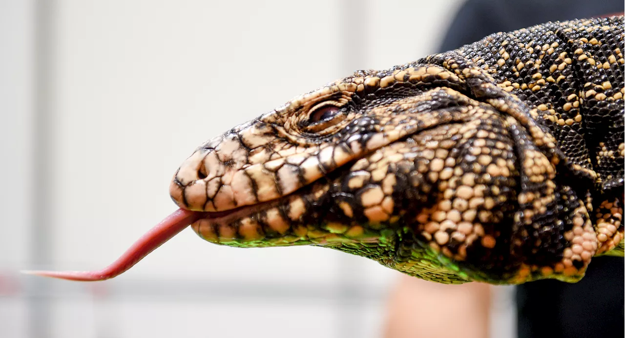 Invasive Argentine Black-and-White Tegu Becomes Popular Pet in Southern U.S.