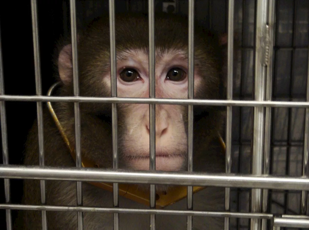 PETA calls for closure of N.J. lab where it says monkey died in ‘gruesome’ fashion