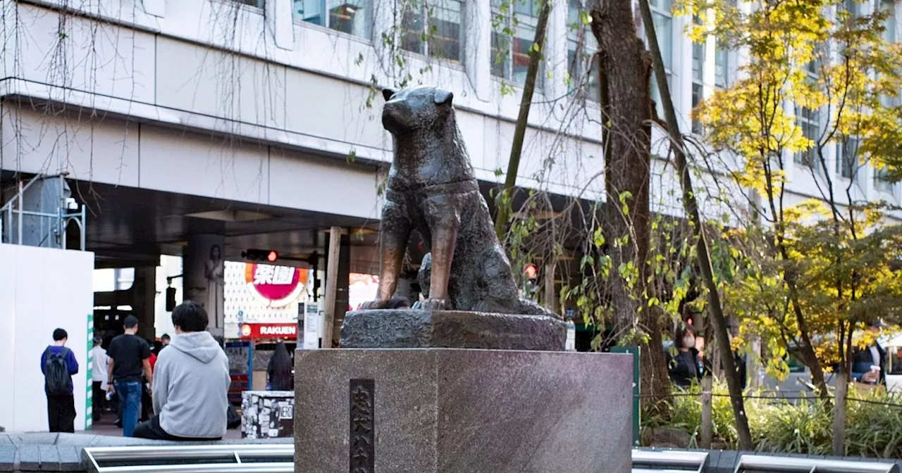 Japans berühmtester Hund Hachiko: 100. Jahrestag seiner Geburt