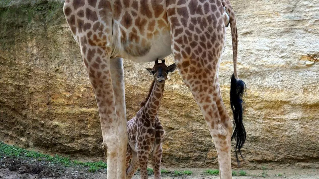 Une girafe est née au Bioparc de Doué dans des conditions difficiles pendant la tempête Ciaran