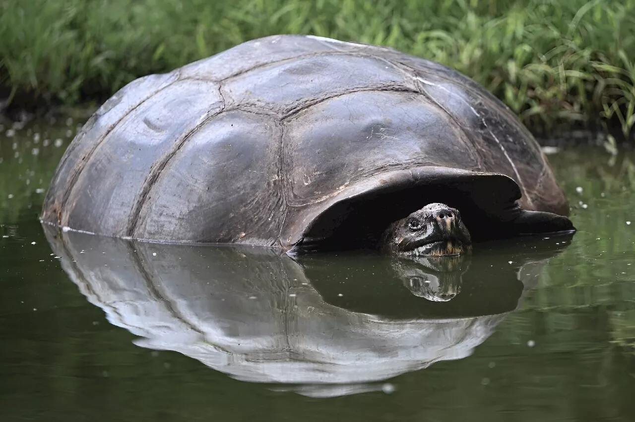 Endangered Galapagos tortoises suffer from human waste: Study