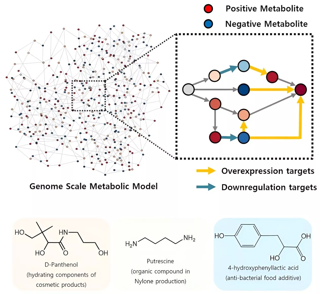 New simulation program offers way to build microbial cell factories quickly and efficiently