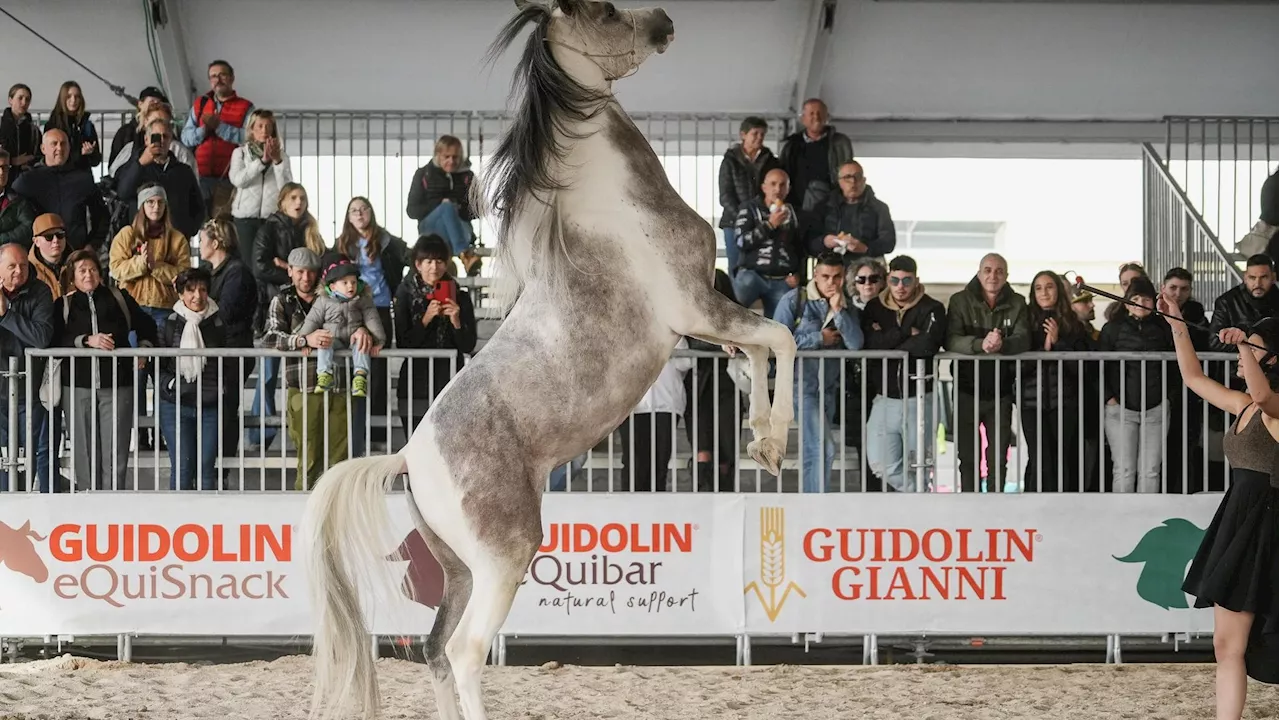 Varenne, Borghese e Bastianich: da Fieracavalli lezione di spettacolo e rispetto degli animali