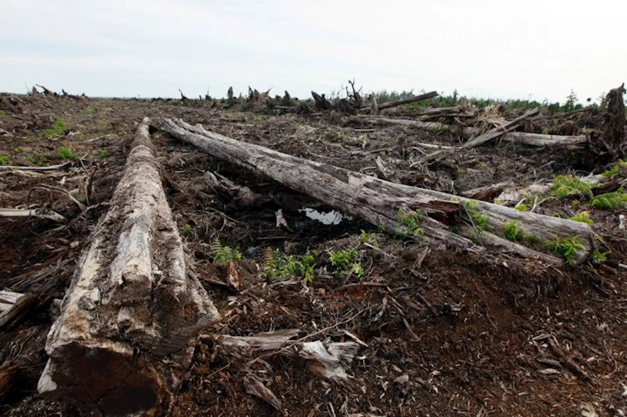 Burn now, pay later: Fines trickle in from Indonesia’s crackdown on forest fires