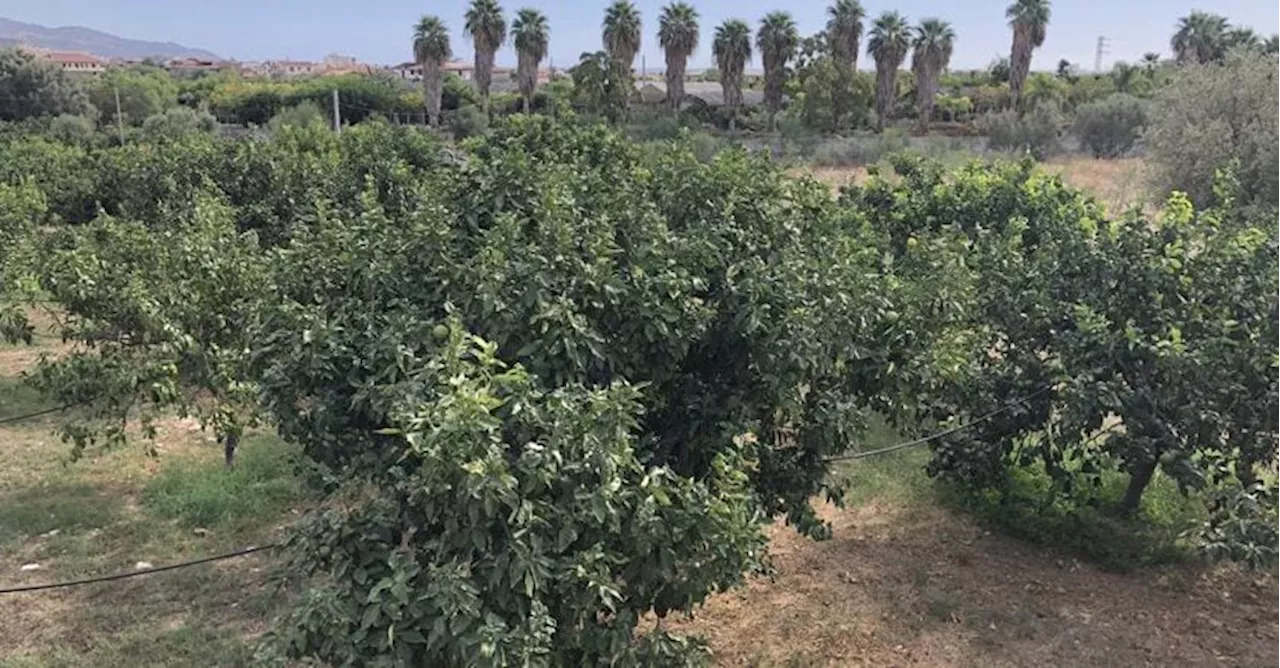 Bergamotto di Reggio Calabria: storia, economia e futuro di un agrume prezioso