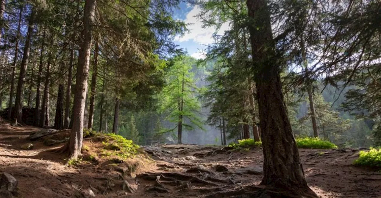 Dalla valorizzazione delle foreste, un aiuto per ridurre le emissioni di CO2