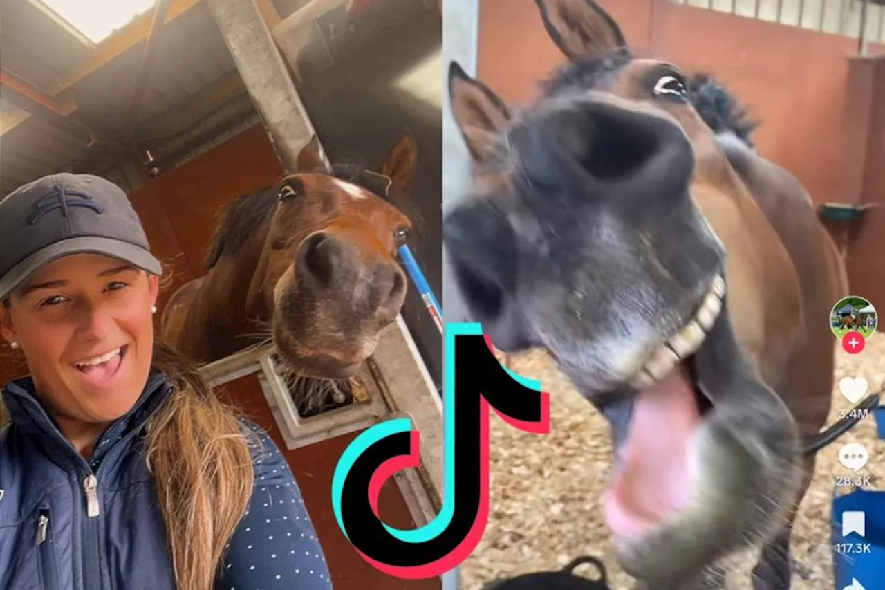 Scottish horse Twinkle becomes viral TikTok sensation