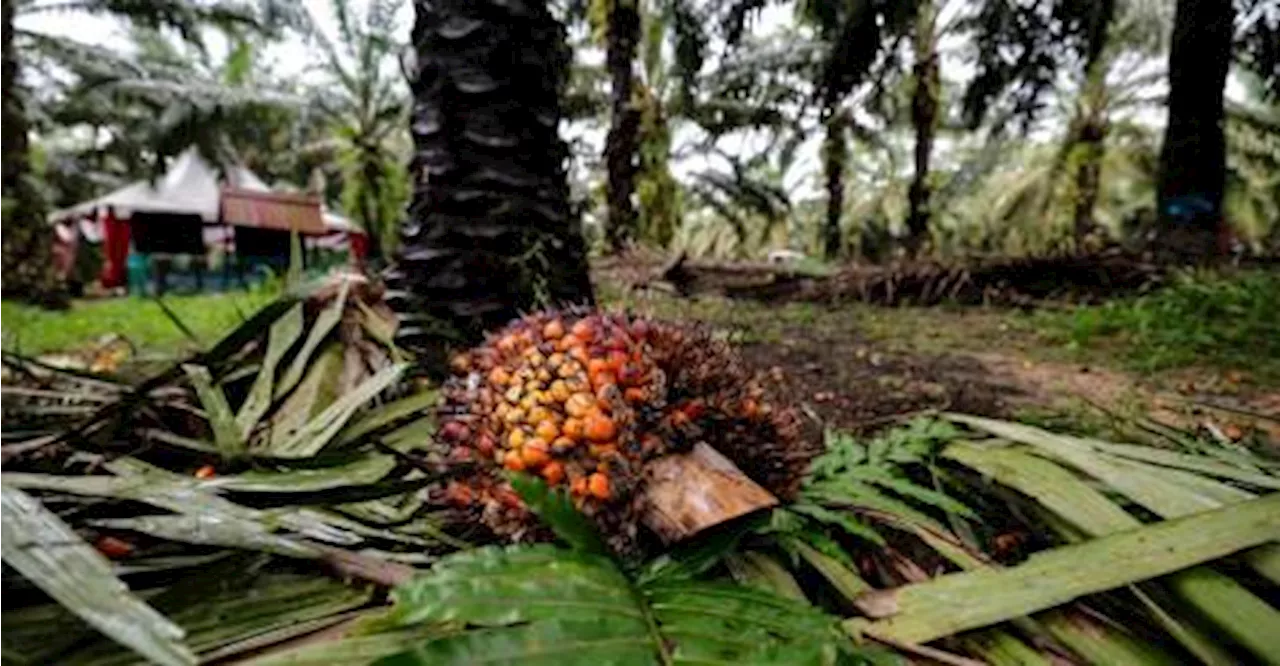 Perhutanan tani mampu tingkat biodiversiti, kelestarian ladang sawit