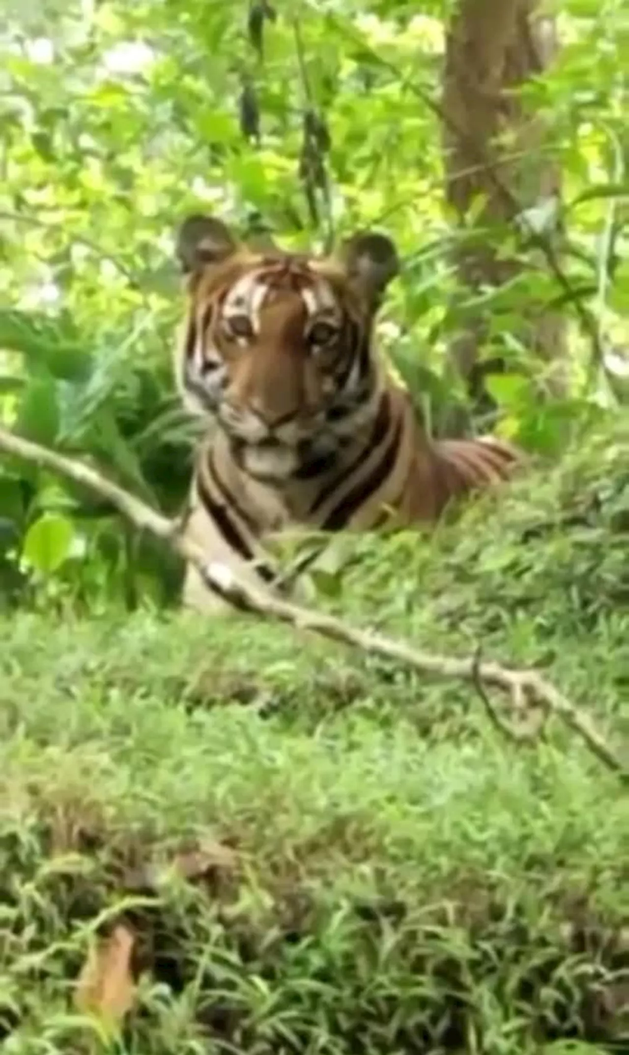 Video kemunculan harimau bukan di Pulau Tiga