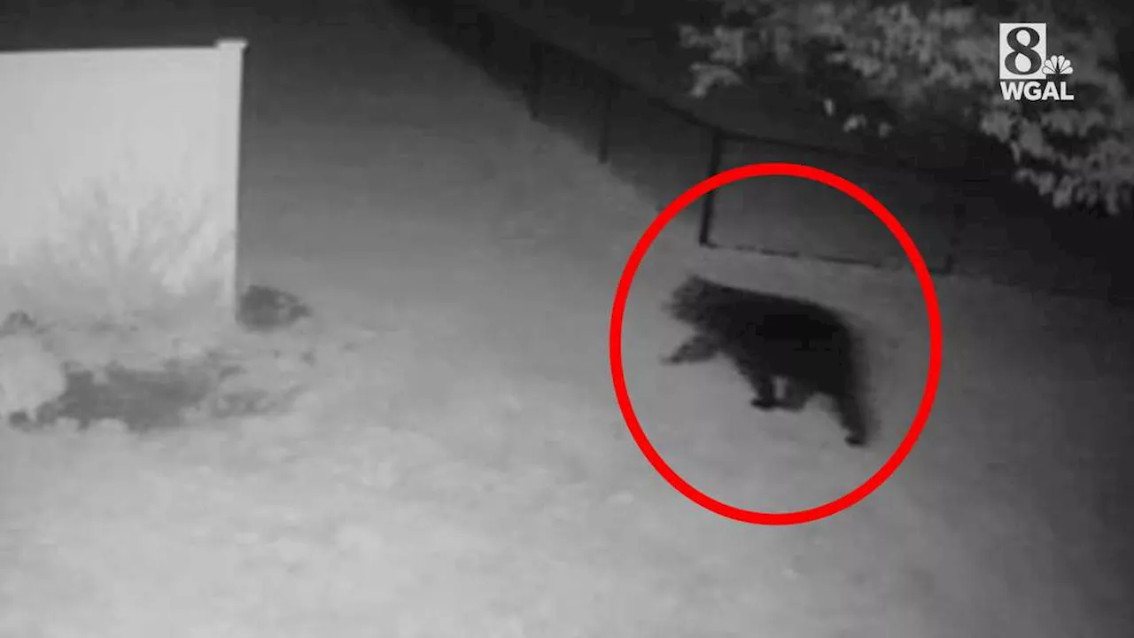 Bear spotted in back yard in York County