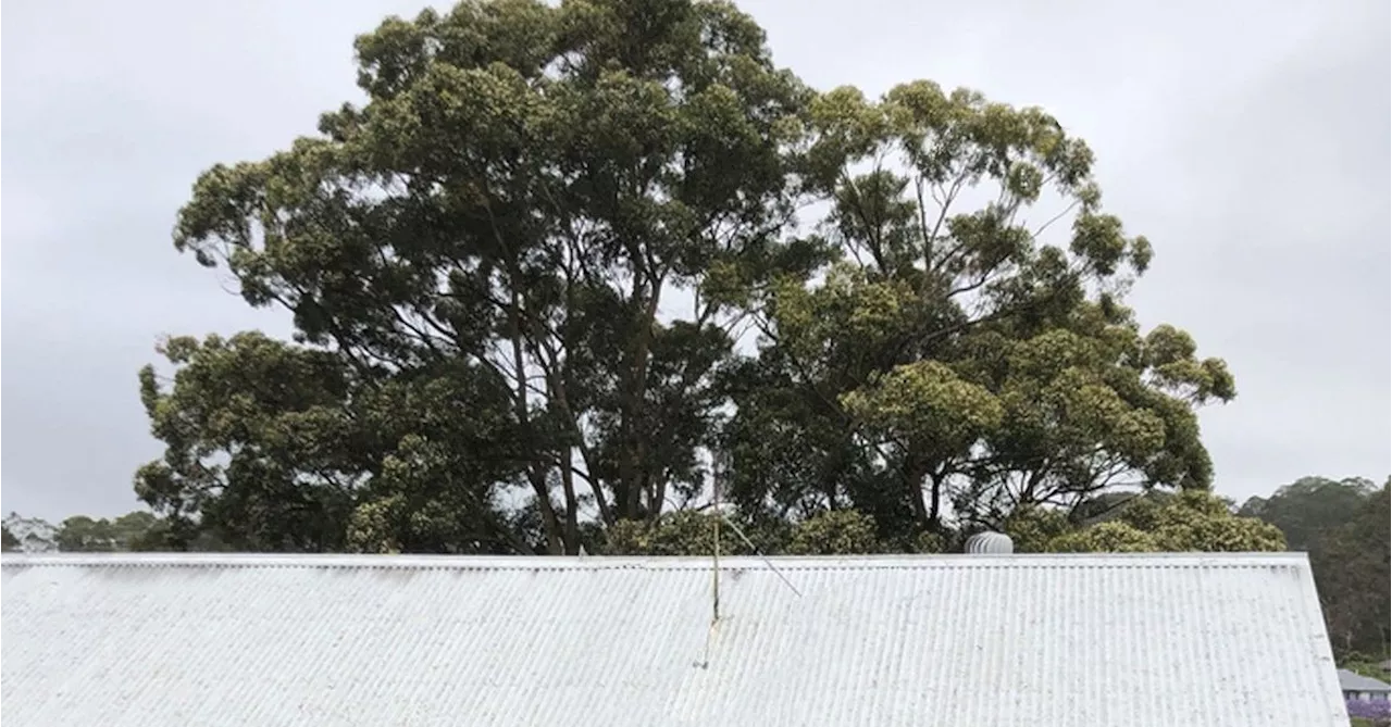 Man Sets Up Sensor Lights to Protect Trees from Poisoning Threat