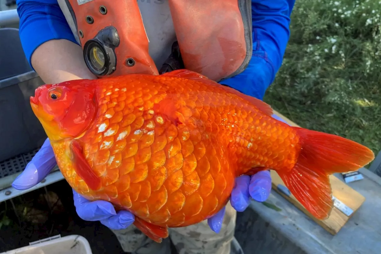 Peixinho dourado: o perigo de soltar essa espécie na natureza