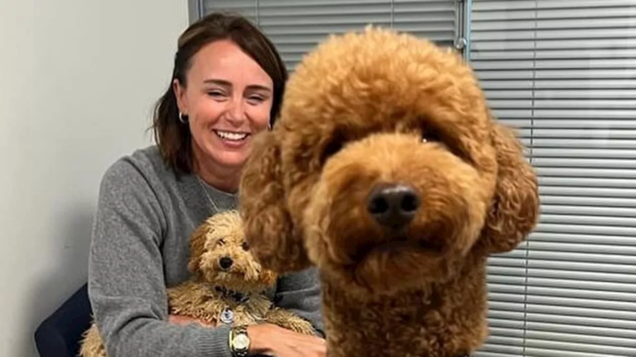 Keeley Hawes adopts huge teddy bear-like dog from Battersea