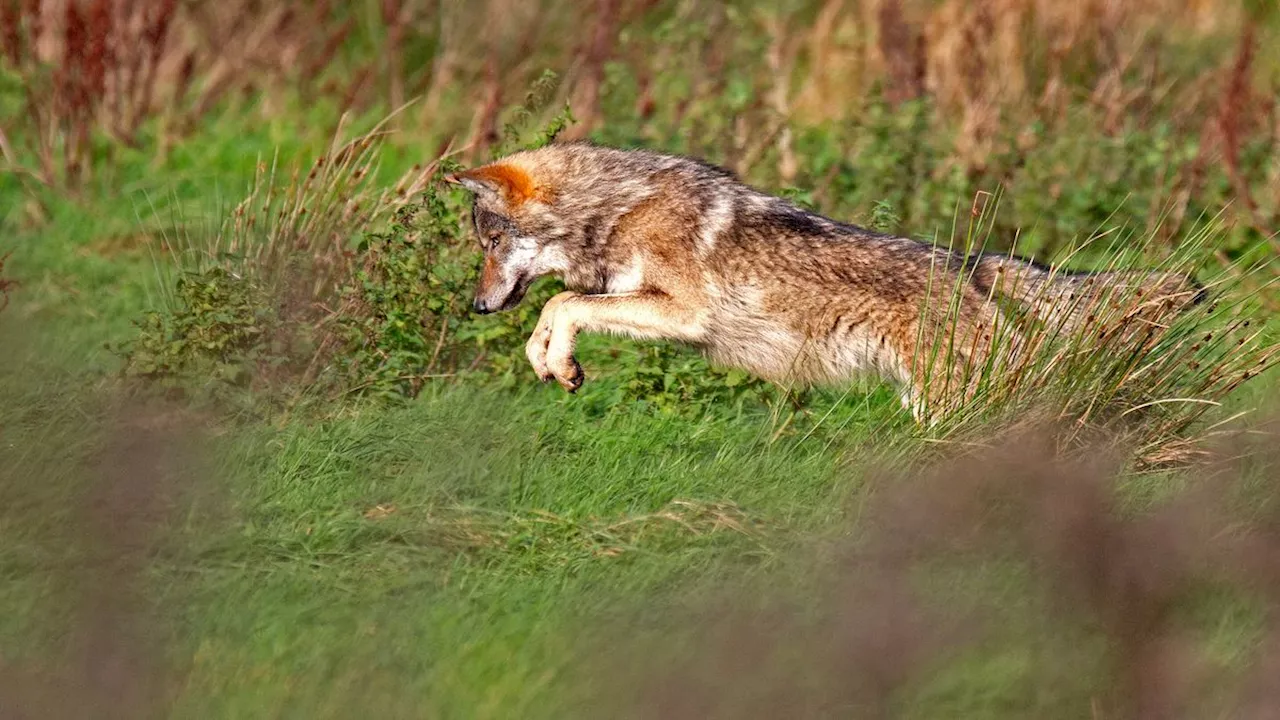 Een duik in de geschiedenis van de wolf: van wolvenjacht tot beschermd dier