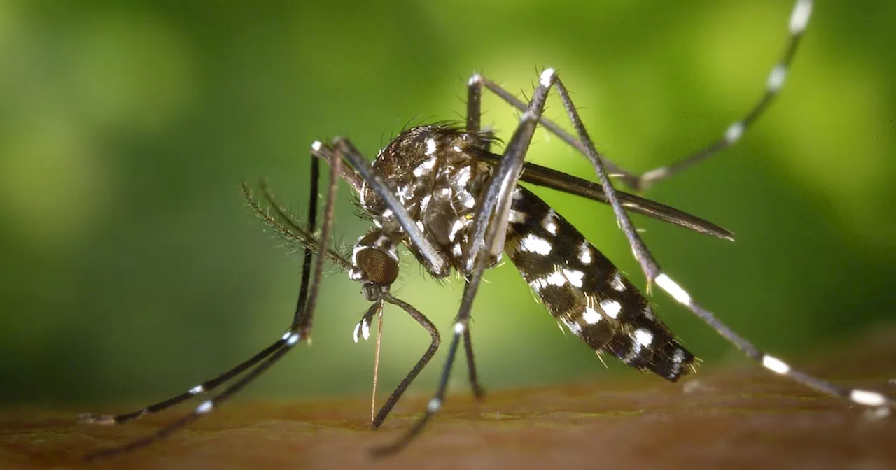 Dengue Outbreak Reaches Record Levels in the Americas