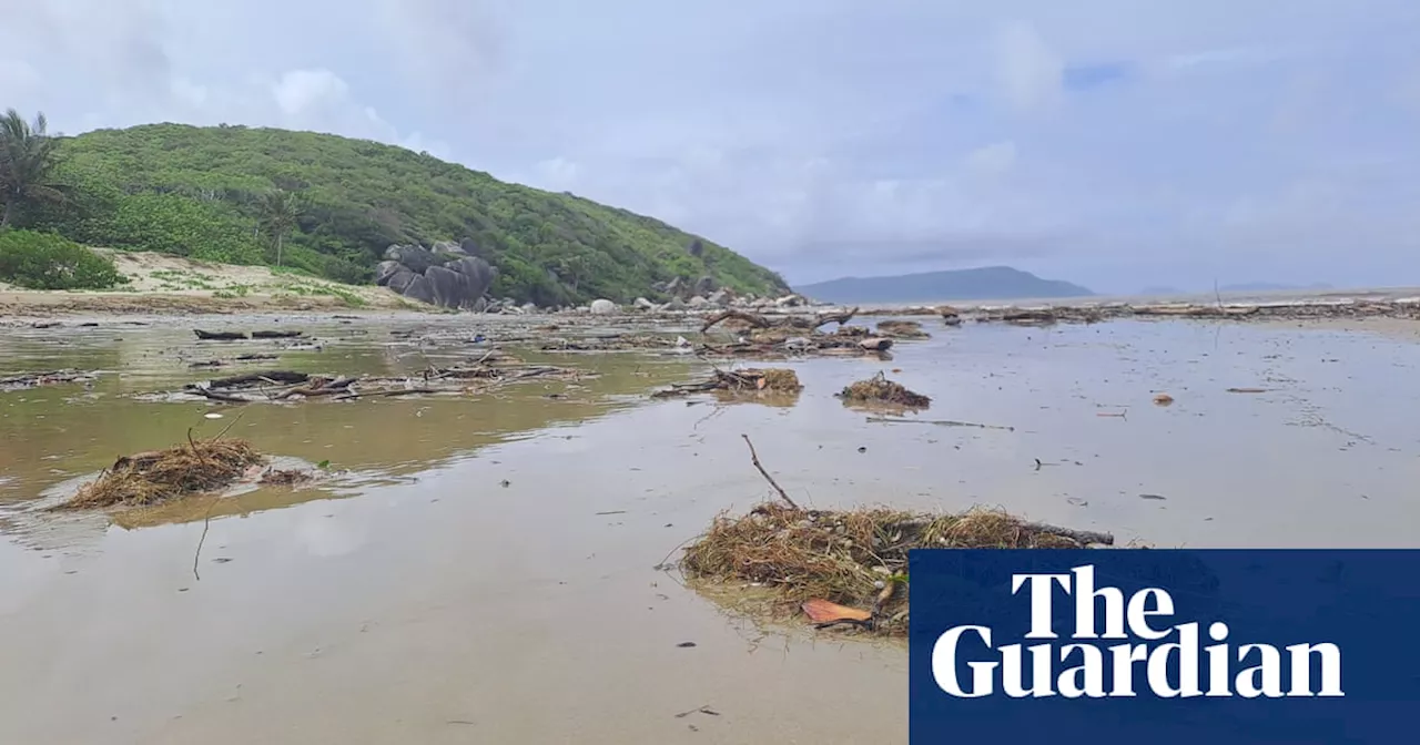 Seagrass washing up on shore could destroy coral colonies, modelling shows