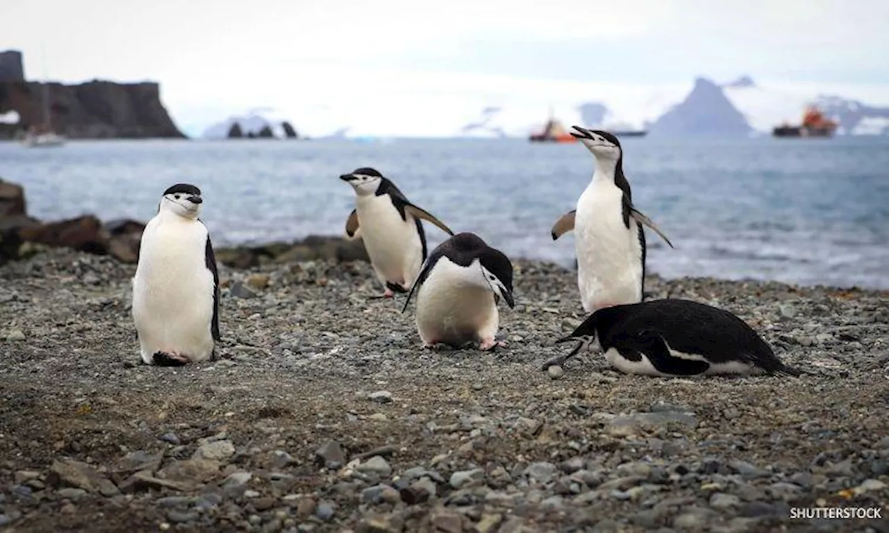 Breeding chinstrap penguins master the art of nodding off