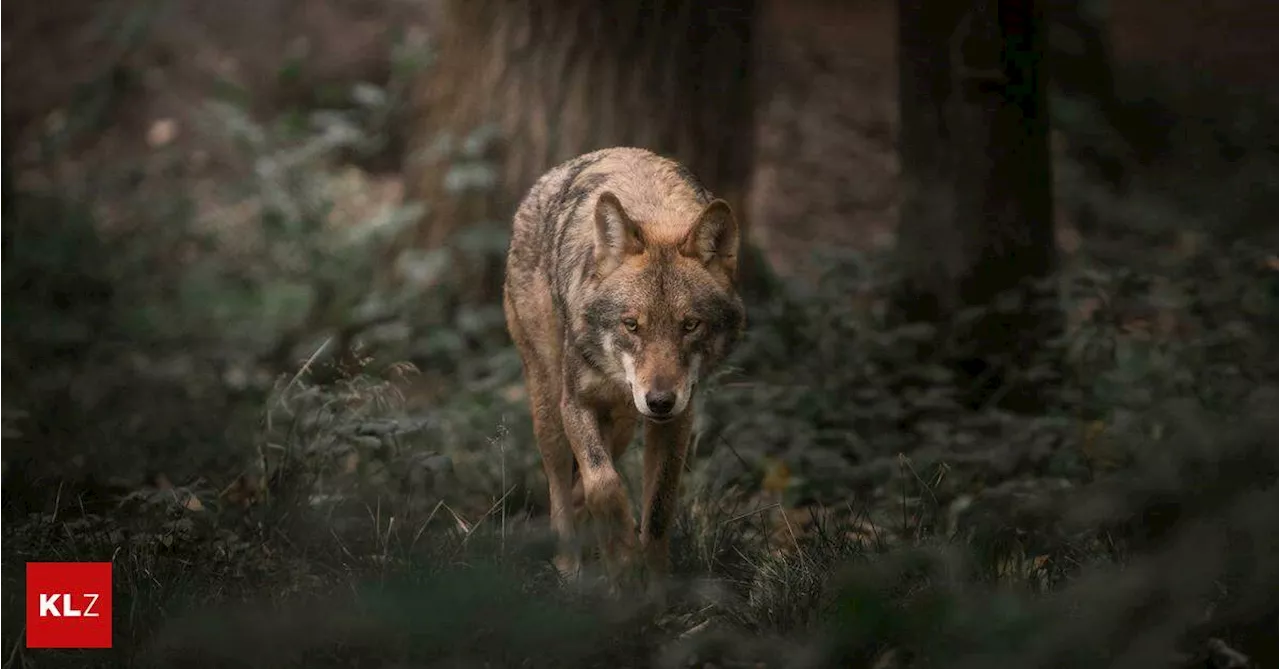 Schutzstatus des Wolfes soll angepasst werden