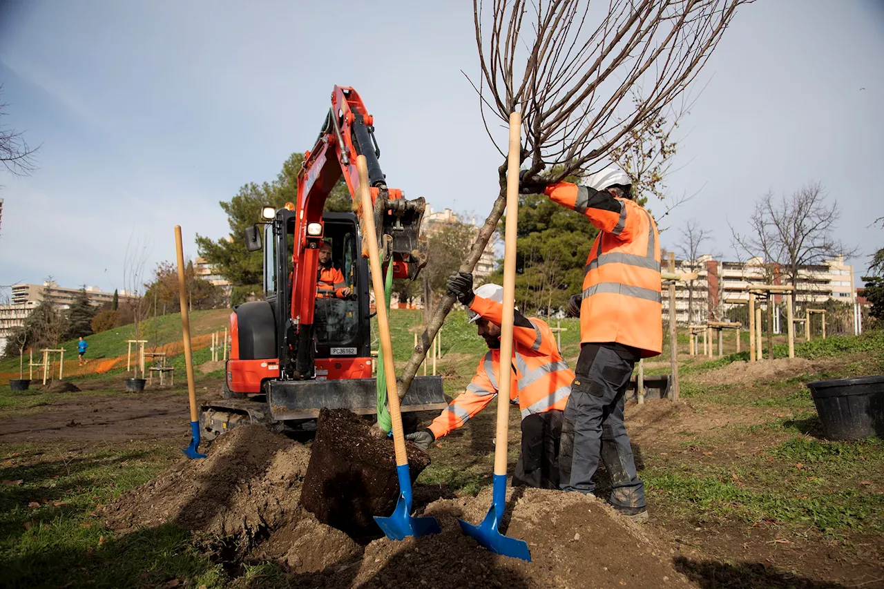 Plan Arbres: Marseille prévoit la plantation de 308 000 arbres et arbustes d'ici 2029