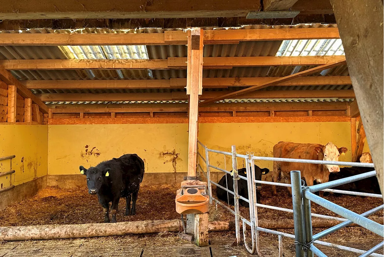 Wie lange halten diese Holzständer den auf sie einwirkenden Kräften stand?