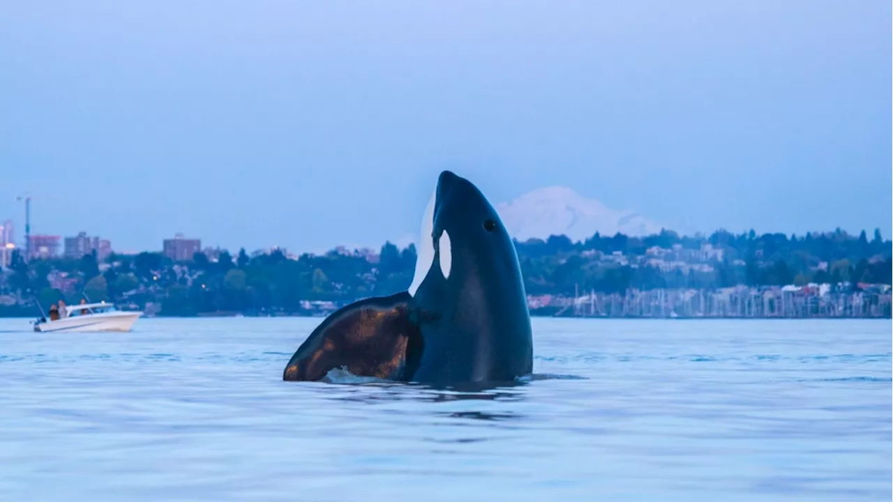 New research finds toxic hydrocarbons in B.C. orca population