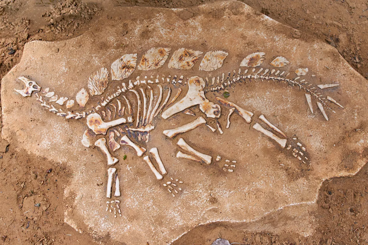 Understanding Fossils: A Glimpse into Earth's Past