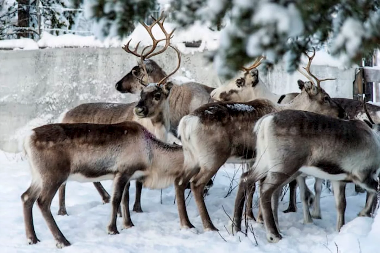 Reindeer Eyes Evolved to Spot Preferred Meal, Researchers Say